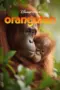 Nonton Film Orangutan Sub Indo Nonton Film Orangutan Sub Indo